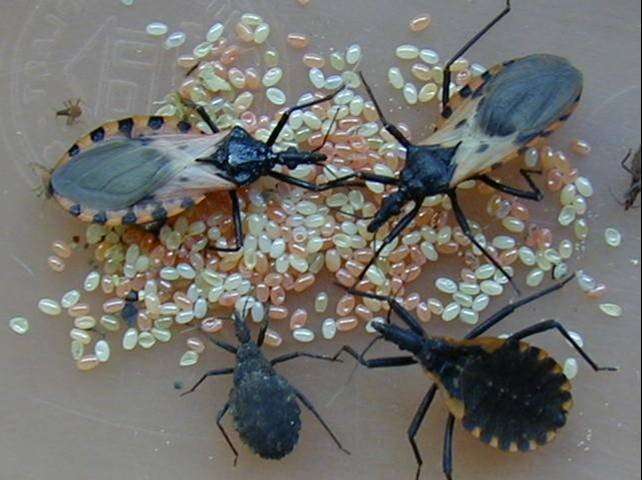 Las tripas de los insectos arrojan luz sobre la enfermedad de Chagas en América Central
