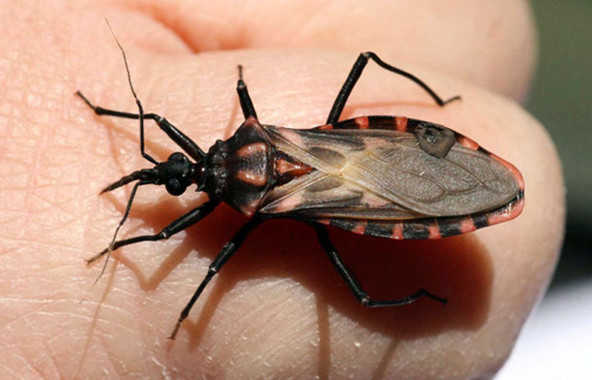 Identifican unas células que destruyen las infectadas por el parásito del chagas