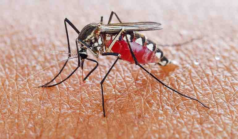 Científicos identifican la evolución de la malaria mortal