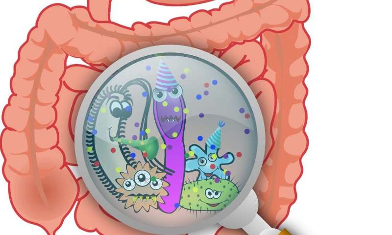 Un estudio descubre más de 6,000 genes de resistencia a los antibióticos en las bacterias que habitan el intestino humano