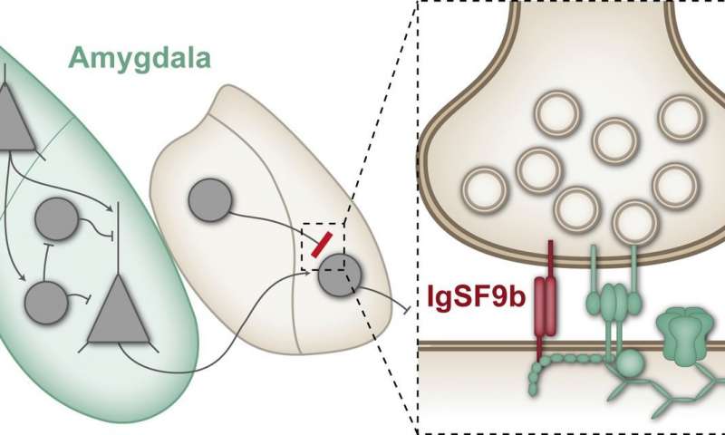 La proteína sináptica regula el comportamiento de ansiedad