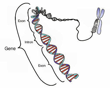 La secuenciación genética del ADN podría proporcionar información sobre el cuidado del paciente