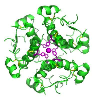 Investigadores descubren proteína clave en la producción de insulina