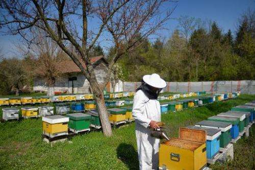 Rumania mantiene viva la antigua tradición de la medicina de abejas
