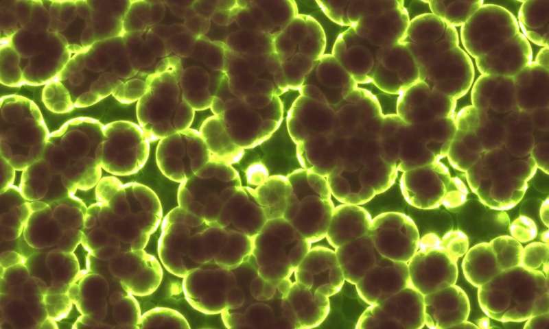El estudio revela cómo los microbios producen el compuesto clave que se usa para combatir el cáncer