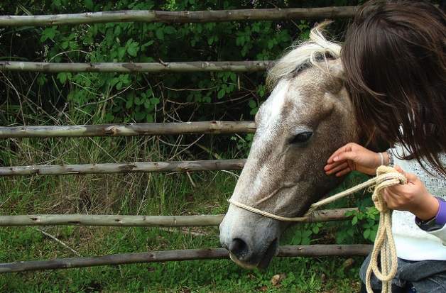 La terapia con caballos durante seis meses mejora síntomas en esclerosis múltiple