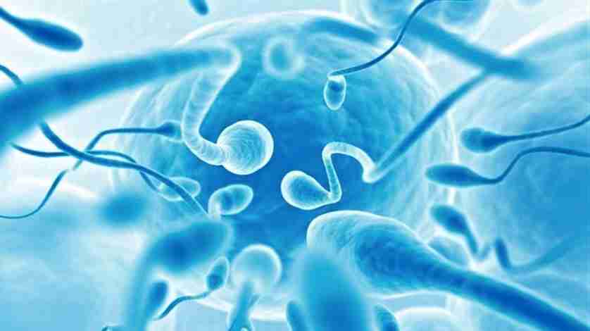 Hallan las raíces de la infertilidad masculina