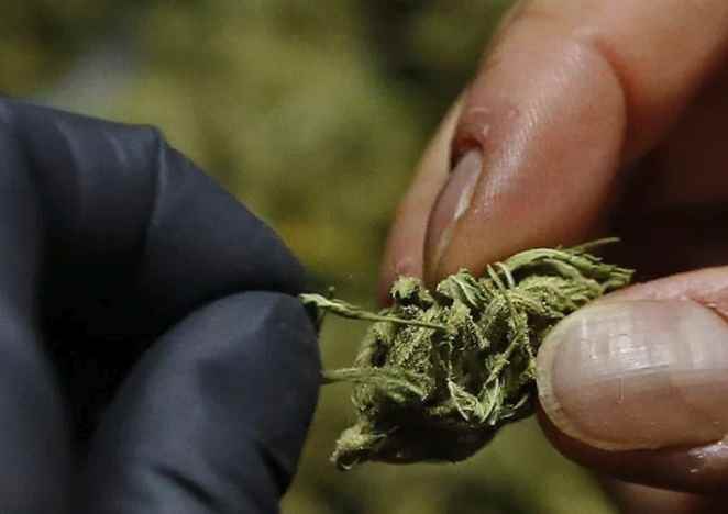 Una dosis diaria de marihuana en la vejez podría prevenir la demencia, según estudio en Nature Medicine