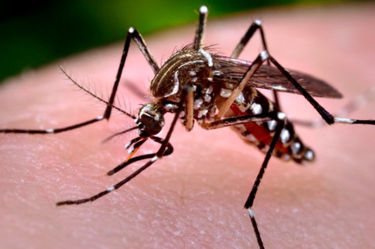 Mosquitos transgénicos para combatir dengue, chikunguña, zika y fiebre amarilla