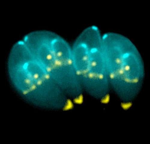 Investigadores desarrollan modelo de evolución de la toxoplasmosis