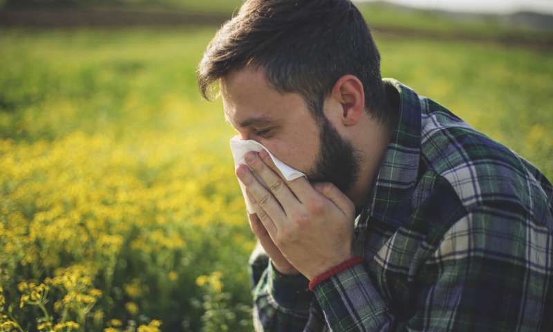 Los detectives del polen trabajan para predecir el asma y la fiebre del heno