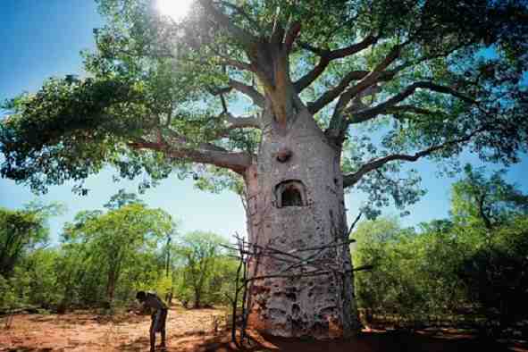 Baobab: propiedades, beneficios y valor nutricional del árbol africano