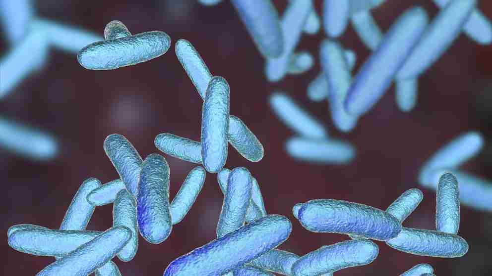 Identificada una bacteria intestinal que alarga la vida