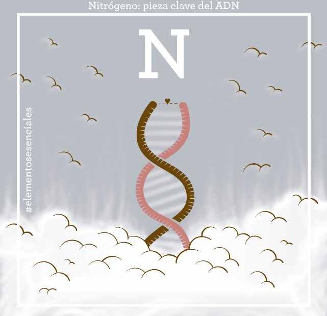 Nitrógeno, pieza clave del ADN