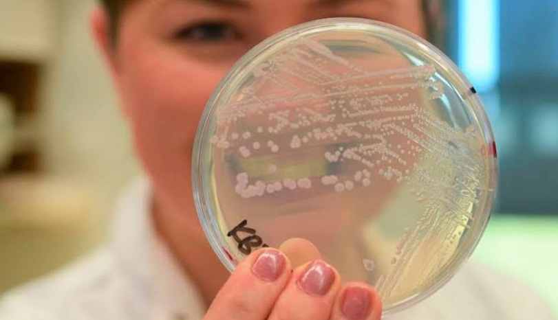 Hallan y logran observar bacterias que se deshacen de su pared celular para evadir a los antibióticos