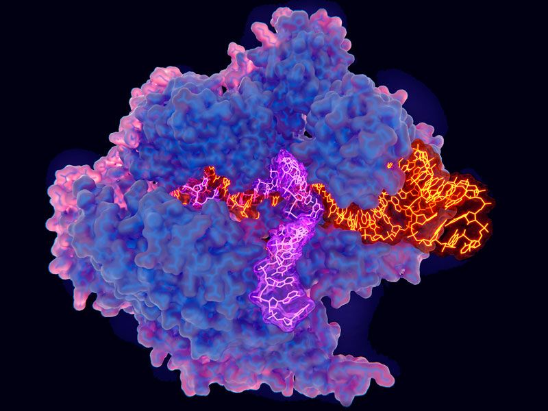 La nueva herramienta CRISPR súper precisa podría abordar una gran cantidad de enfermedades genéticas