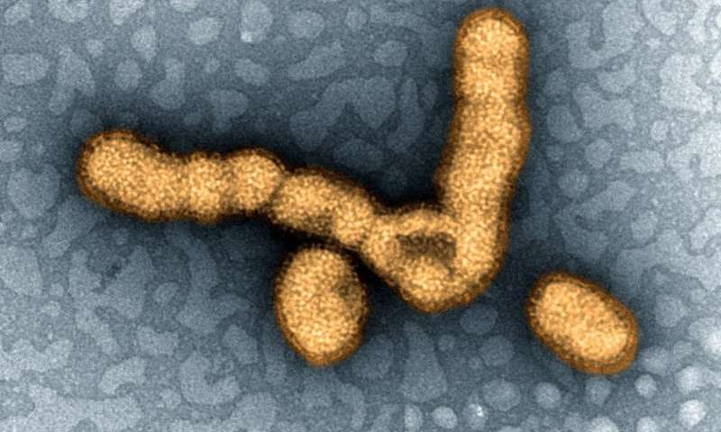 El anticuerpo contra la gripe protege contra numerosas y amplias cepas