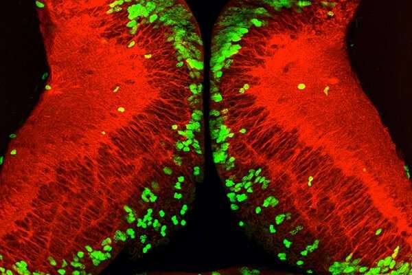 El hambre detiene el desarrollo del cerebro, pero las células hambrientas aceleran el crecimiento cuando hay comida disponible