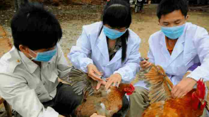 China registra brote de gripe aviar en zona cercana al foco del coronavirus