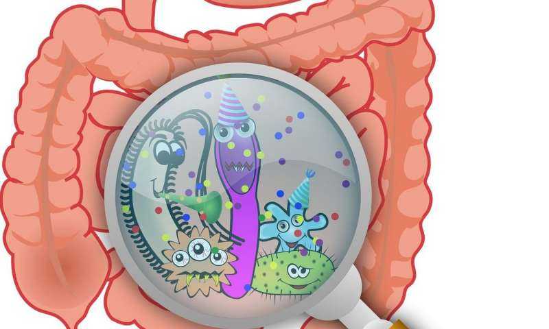 Vínculo del microbioma intestinal con enfermedad pulmonar obstructiva crónica mortal