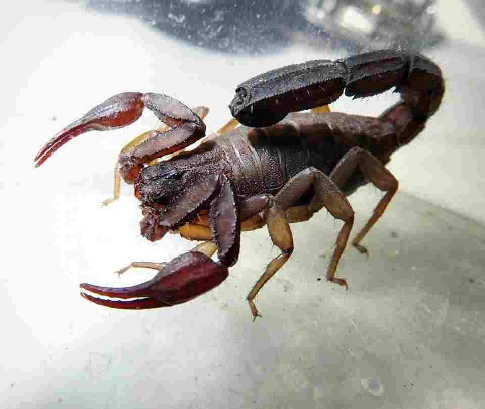 Moléculas del veneno de escorpión pueden ayudar a combatir el mal de Chagas