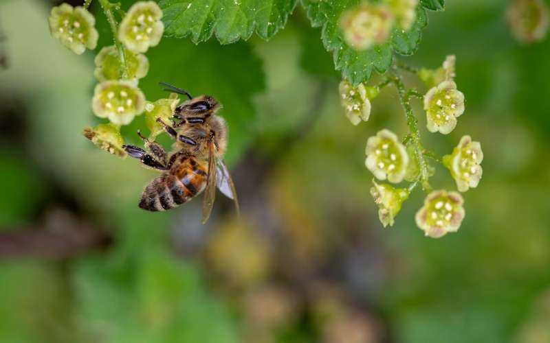 El riesgo de COVID-19 aumenta con el polen en el aire