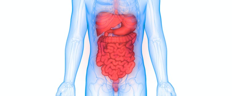 Obesidad e hígado graso: ¿cómo puede protegernos una microbiota intestinal saludable?