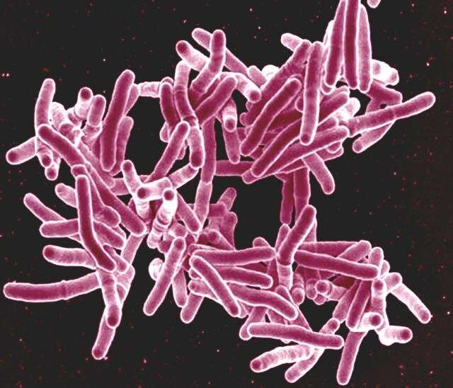 Nuevos estudios identifican cómo los procesos de la tuberculosis destruyen los pulmones y cómo protegerlos