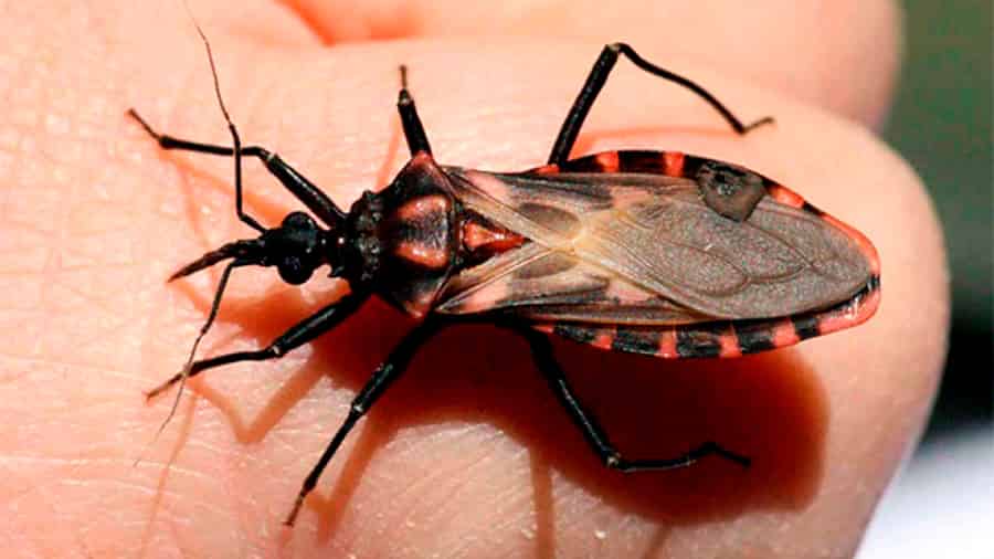 Patentan compuesto que elimina del infectado al parásito causante del mal de Chagas