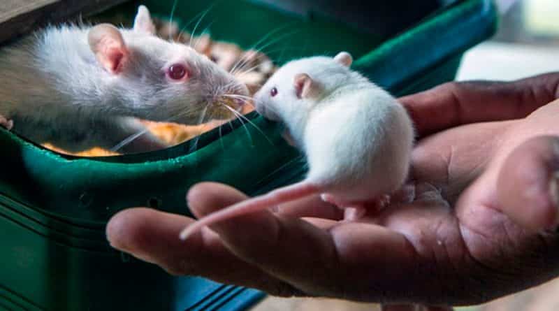 Científicos de dos universidades de EU lograron erradicar el cáncer con metástasis en ratones y perros
