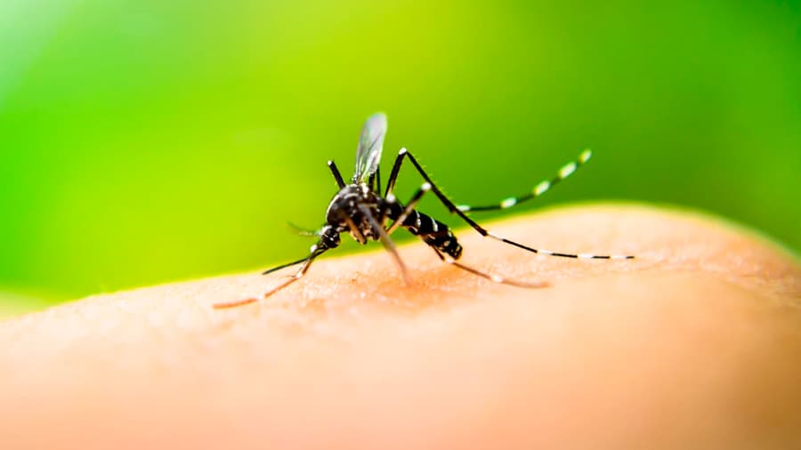 Infección por dengue protege del virus del zika, revela estudio