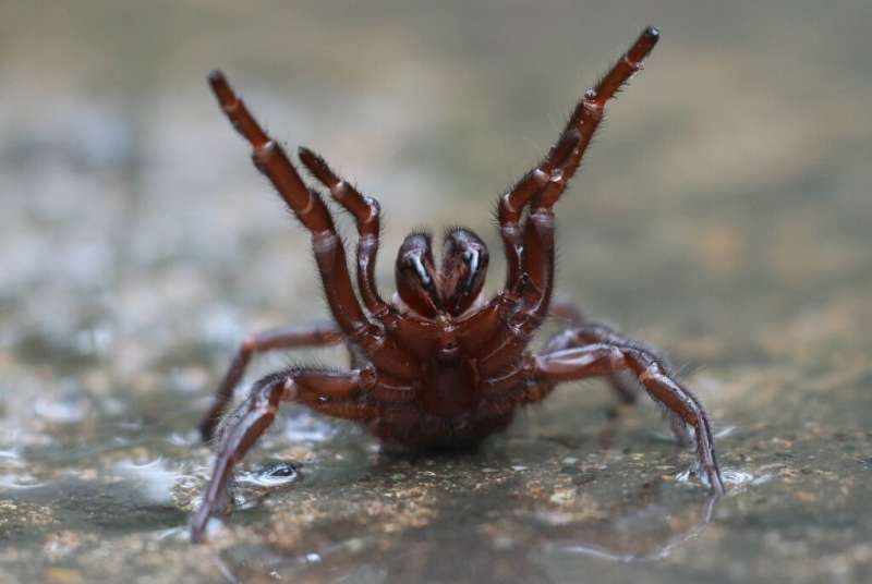 Científicos australianos ven potencial para salvar vidas en el veneno de araña