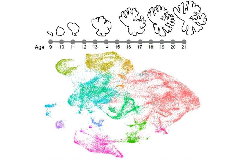 El primer mapa molecular que describe el desarrollo cerebeloso humano