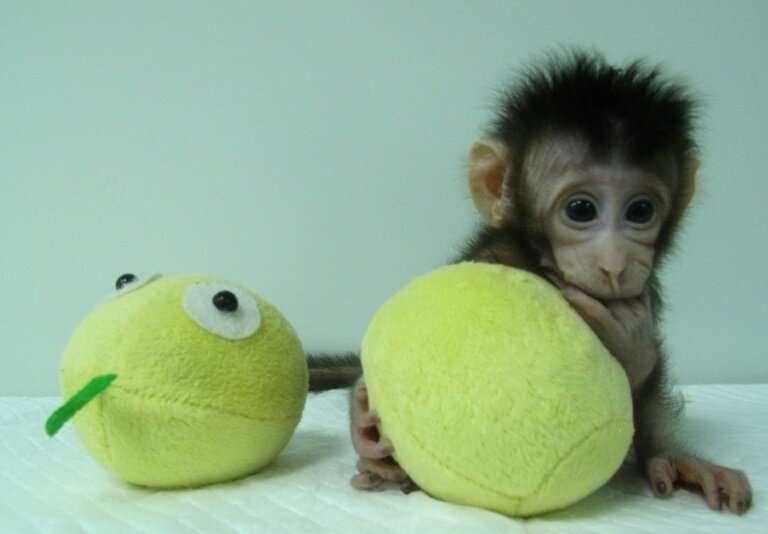 China clona monos editados genéticamente para ayudar a la investigación de trastornos