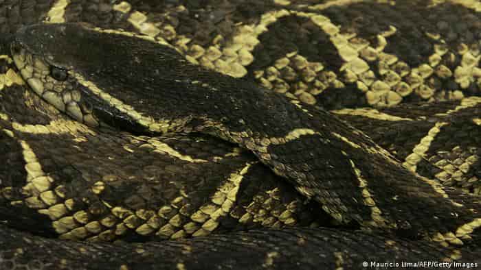 Brasil: identifican sustancia de serpiente capaz de impedir reproducción del COVID-19