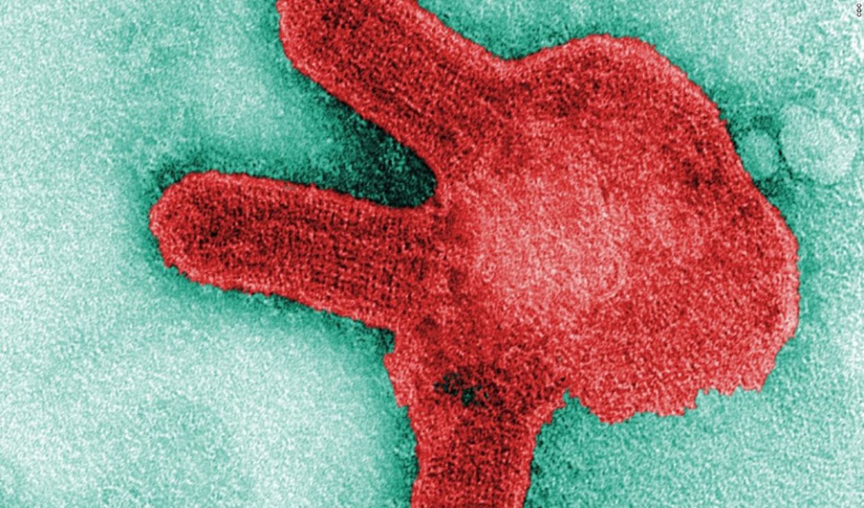 Virus de Marburgo: lo que se conoce sobre el primo del ébola casi tan mortal