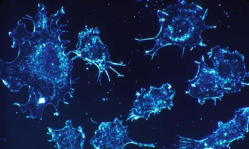 Trucos genéticos inesperados de las células cancerosas para evadir el sistema inmunológico
