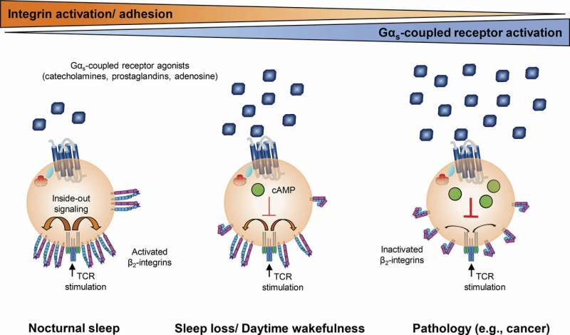Los investigadores descubren cómo el sueño puede combatir las infecciones