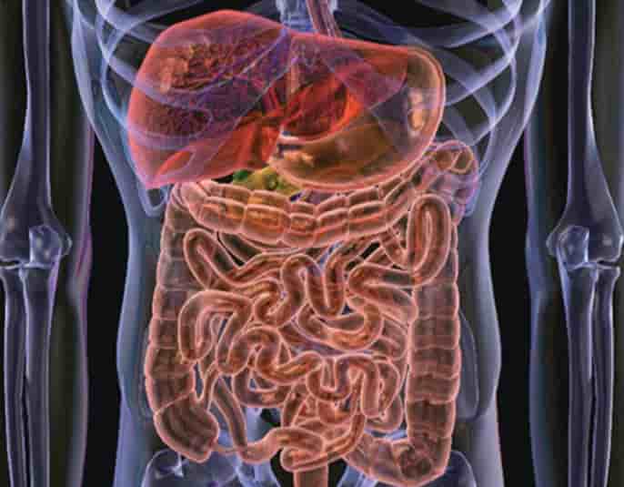 Una dieta rica en polifenoles mejora el intestino permeable en mayores
