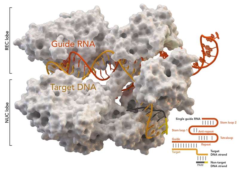 Primer uso de CRISPR para sustituir genes para tratar pacientes con cáncer