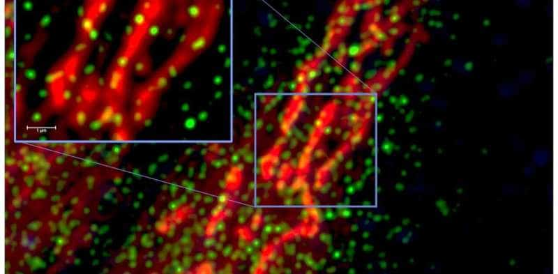 Cómo la COVID-19 daña los pulmones: el virus ataca las mitocondrias y continúa una antigua batalla evolutiva