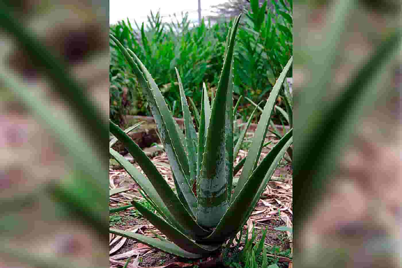 Patentan método para obtener compuesto antibacteriano de residuos de aloe vera: Colombia