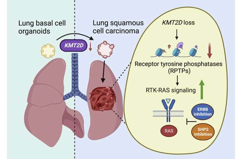 Un cambio clave en el código genético impulsa un tipo común de cáncer de pulmón