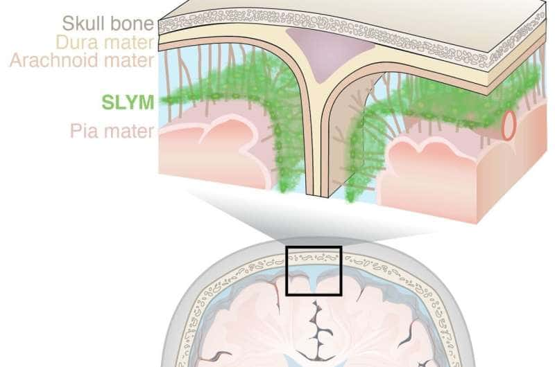 La anatomía recién descubierta protege y monitorea el cerebro