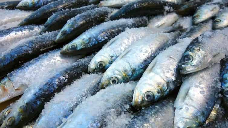 Omega-3: cúanto hay que tomar y qué alimentos son los mejores para obtenerlo