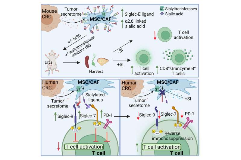 Los investigadores identifican una estrategia innovadora con potencial para mejorar el tratamiento del cáncer de colon