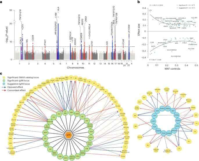 El origen de la enfermedad renal común se encuentra fuera del riñón, sugiere un estudio