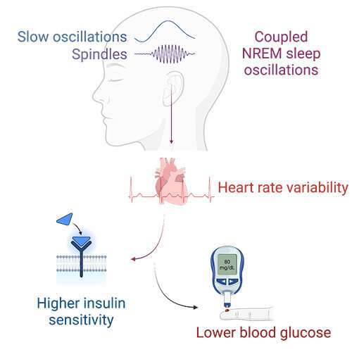 Nueva investigación encuentra que las ondas cerebrales del sueño profundo predicen el control del azúcar en la sangre