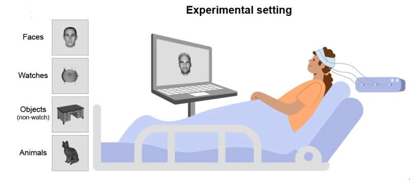 Un estudio arroja luz sobre dónde reside la experiencia consciente en el cerebro