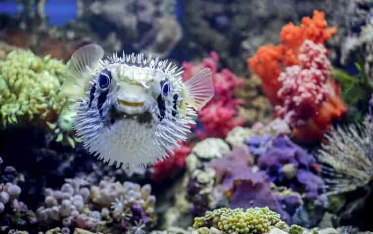 Tratando el dolor del cáncer con peces globo